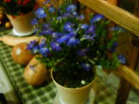 http://dskitchen.torebo-kichijoji.jp/image/DSC00076-thumbnail4.jpg